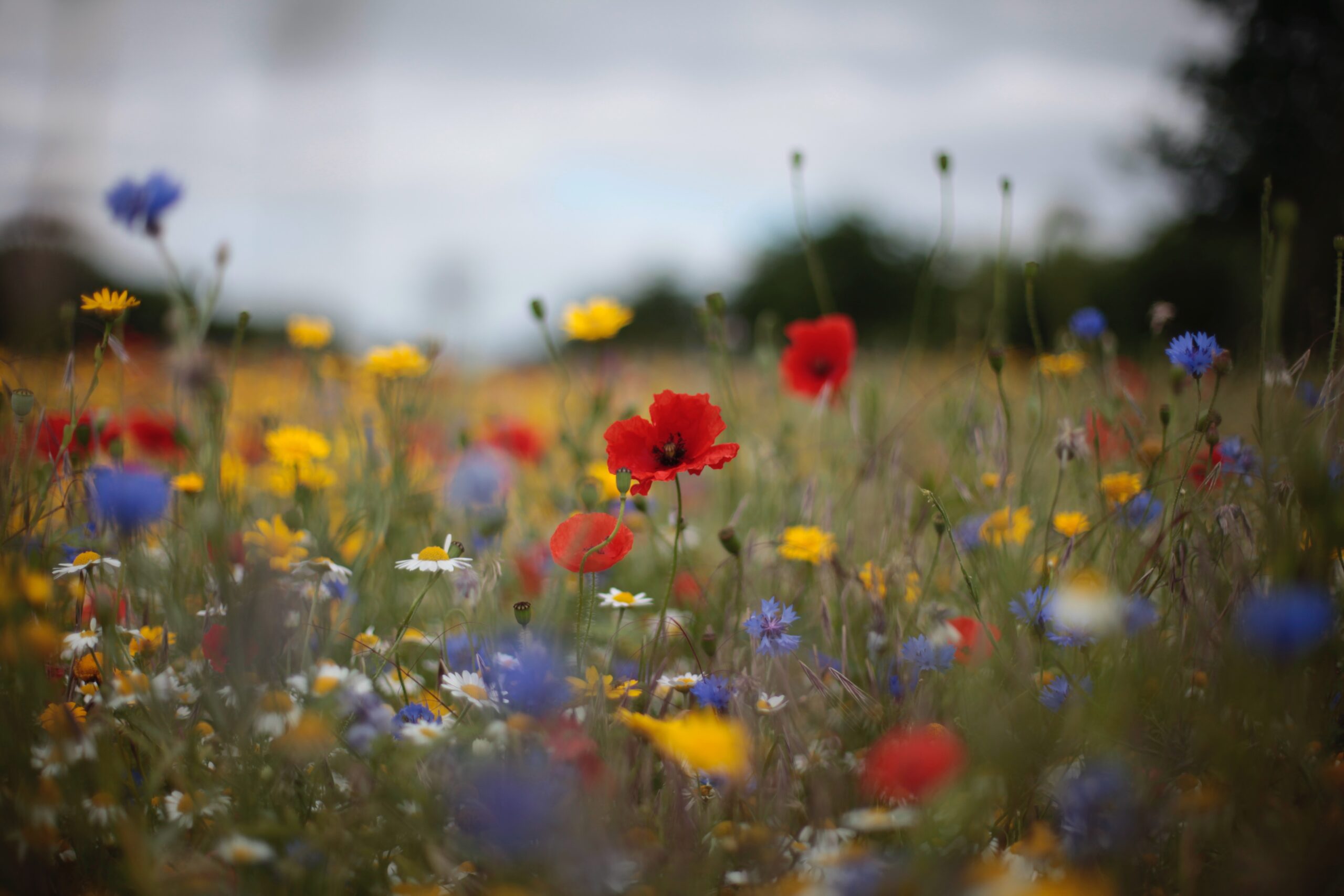 Field of wild flowers with shallow depth of focus