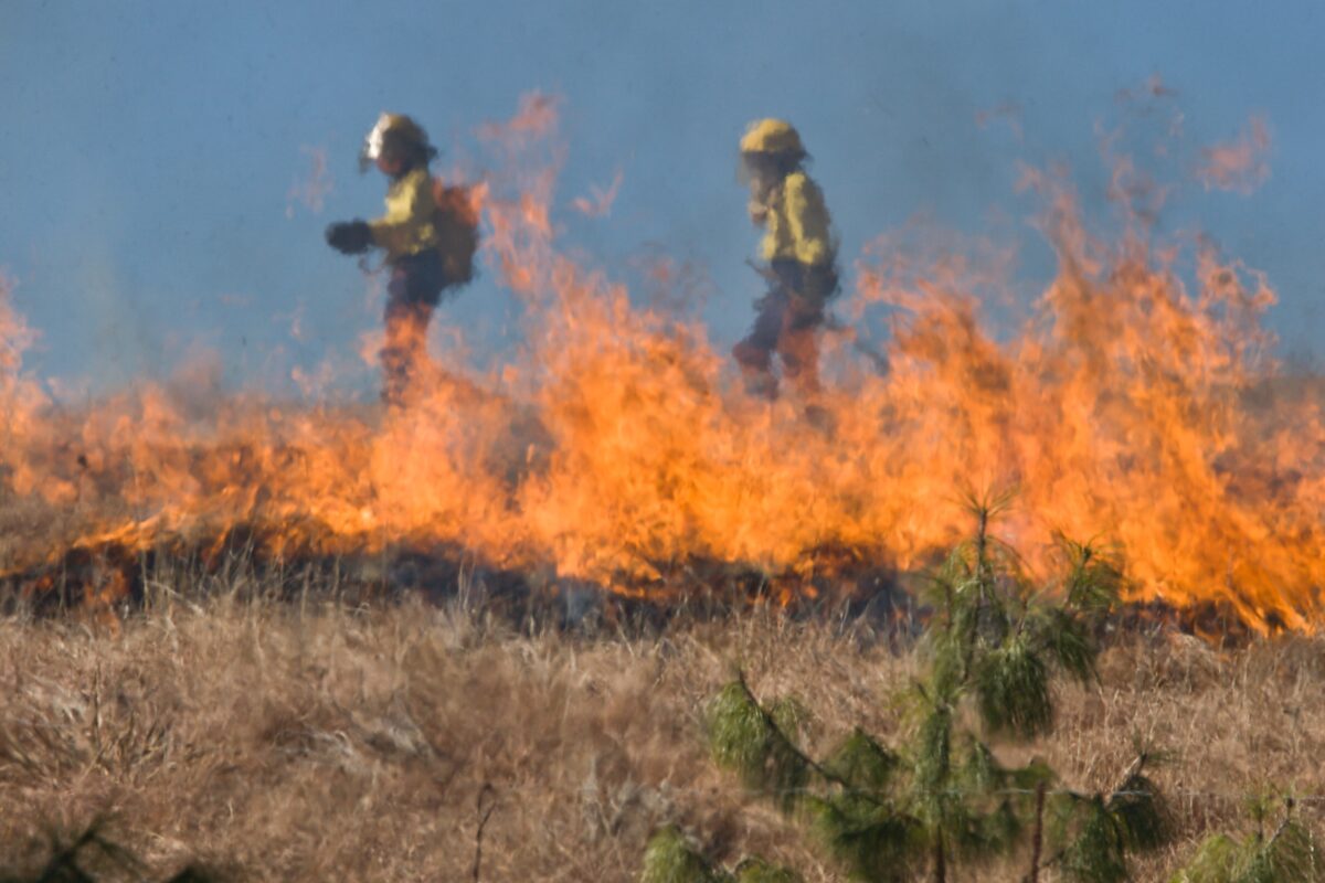 Firefiretighters from UC Davis photographed during a controlled burn of grassland