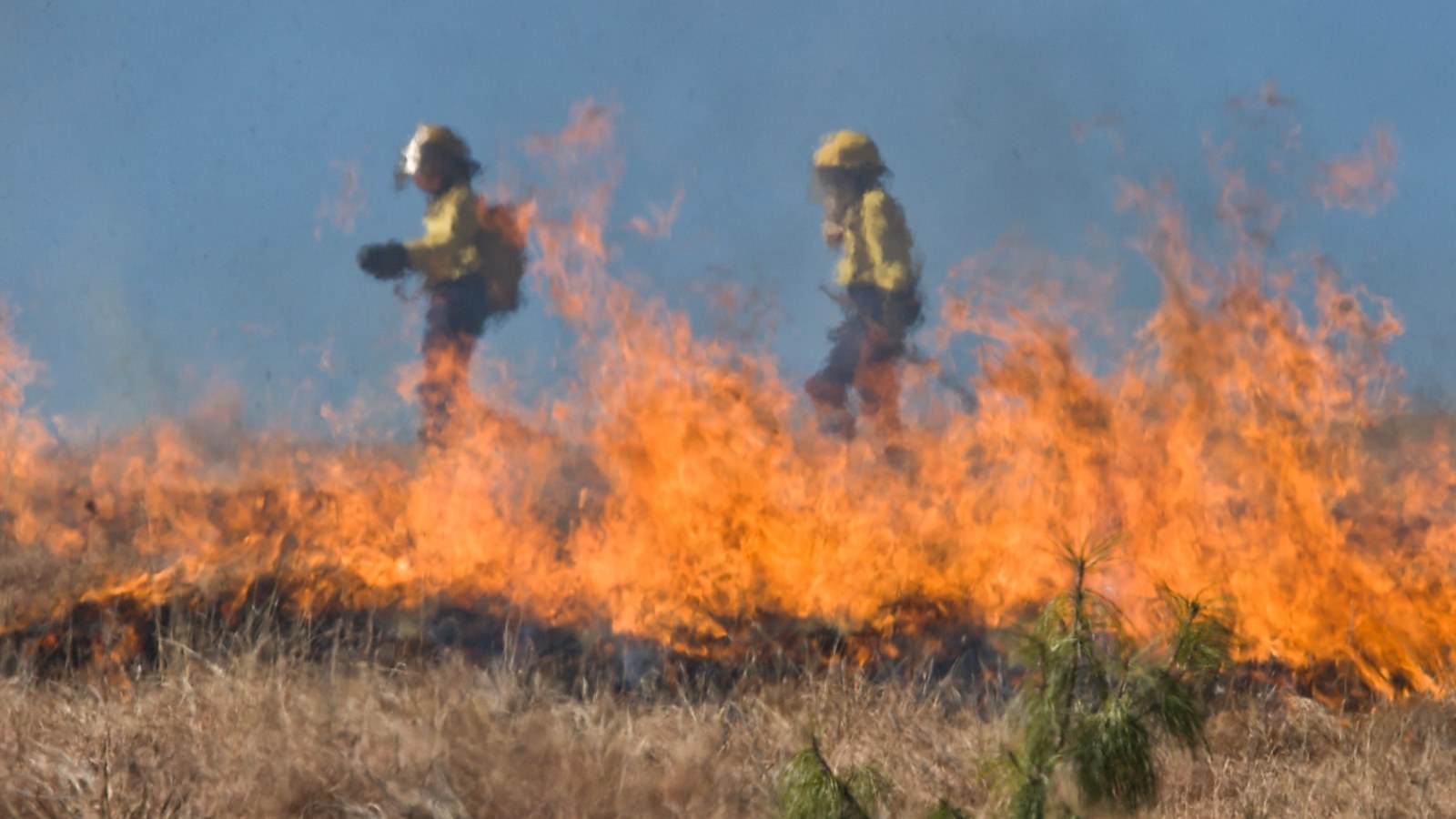 Firefiretighters from UC Davis photographed during a controlled burn of grassland