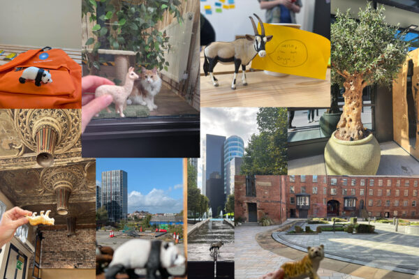 Composite image of photos from Joy Diversion